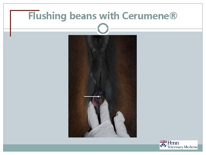 Flushing beans with Cerumene® 