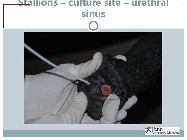 Stallions – culture site – urethral sinus 