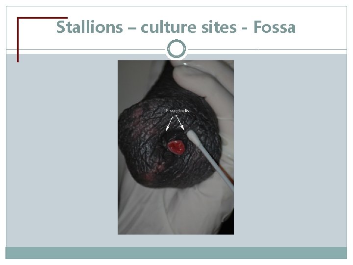 Stallions – culture sites - Fossa 