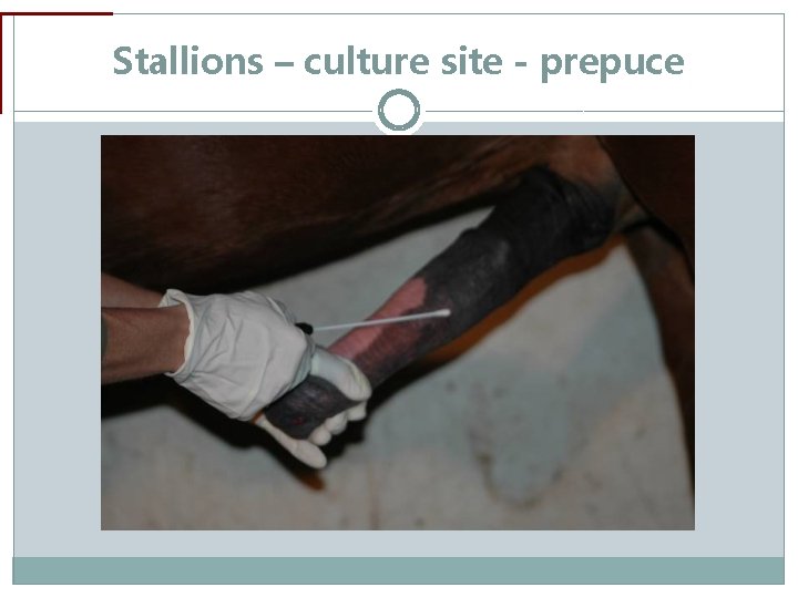 Stallions – culture site - prepuce 