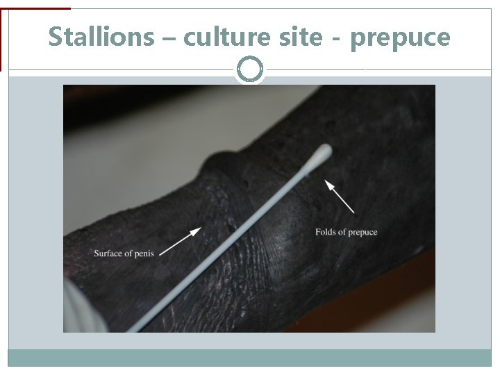 Stallions – culture site - prepuce 