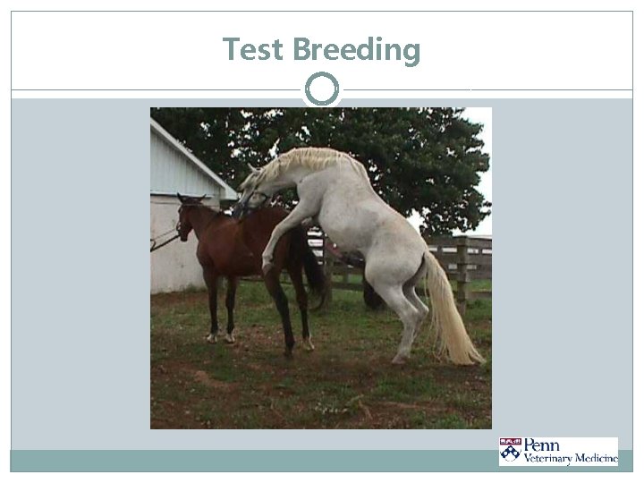 Test Breeding 
