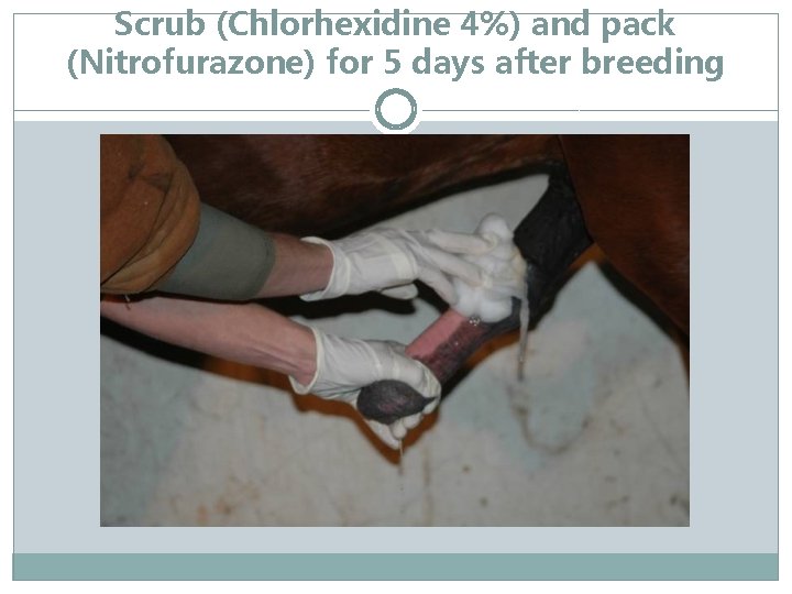 Scrub (Chlorhexidine 4%) and pack (Nitrofurazone) for 5 days after breeding 