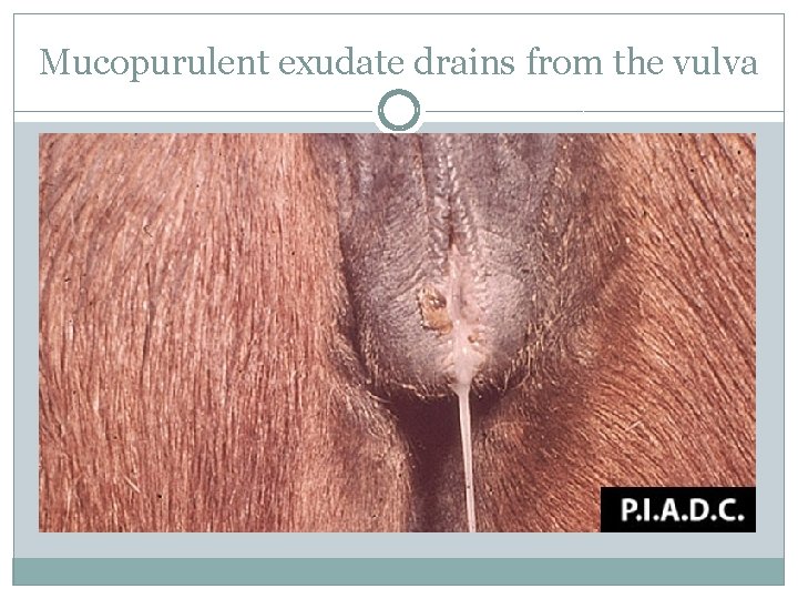 Mucopurulent exudate drains from the vulva 