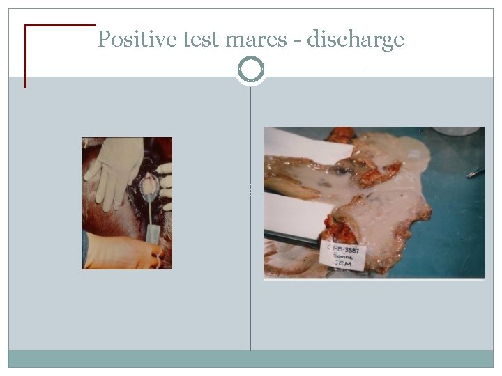 Positive test mares - discharge 