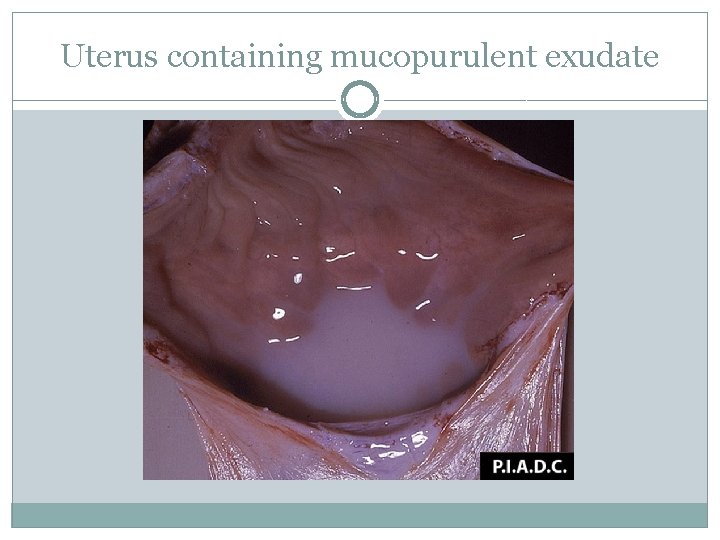 Uterus containing mucopurulent exudate 