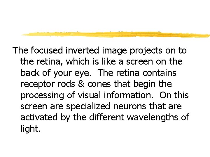 The focused inverted image projects on to the retina, which is like a screen