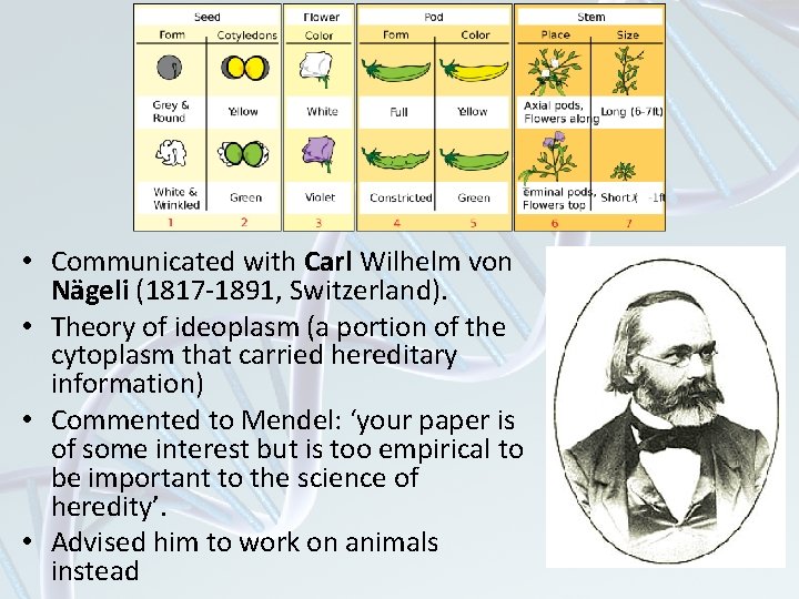 • Communicated with Carl Wilhelm von Nägeli (1817 -1891, Switzerland). • Theory of