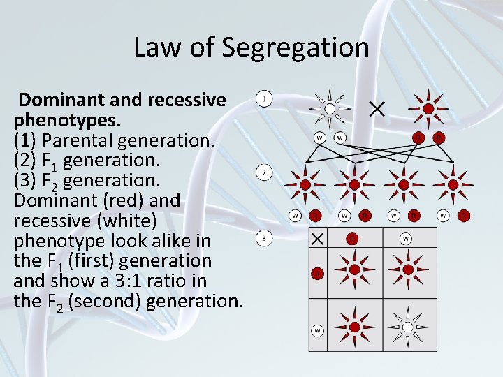 Law of Segregation Dominant and recessive phenotypes. (1) Parental generation. (2) F 1 generation.