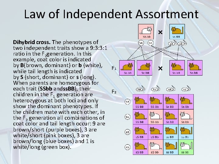 Law of Independent Assortment Dihybrid cross. The phenotypes of two independent traits show a