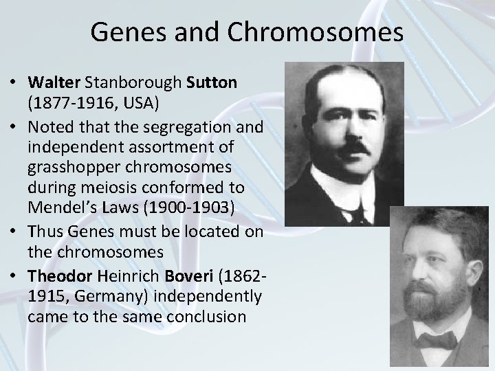 Genes and Chromosomes • Walter Stanborough Sutton (1877 -1916, USA) • Noted that the