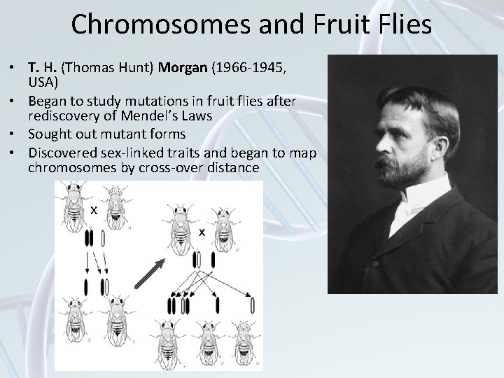 Chromosomes and Fruit Flies • T. H. (Thomas Hunt) Morgan (1966 -1945, USA) •