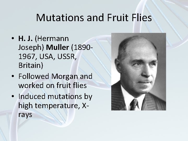 Mutations and Fruit Flies • H. J. (Hermann Joseph) Muller (18901967, USA, USSR, Britain)