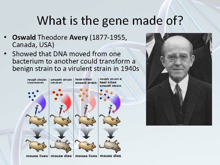 What is the gene made of? • Oswald Theodore Avery (1877 -1955, Canada, USA)