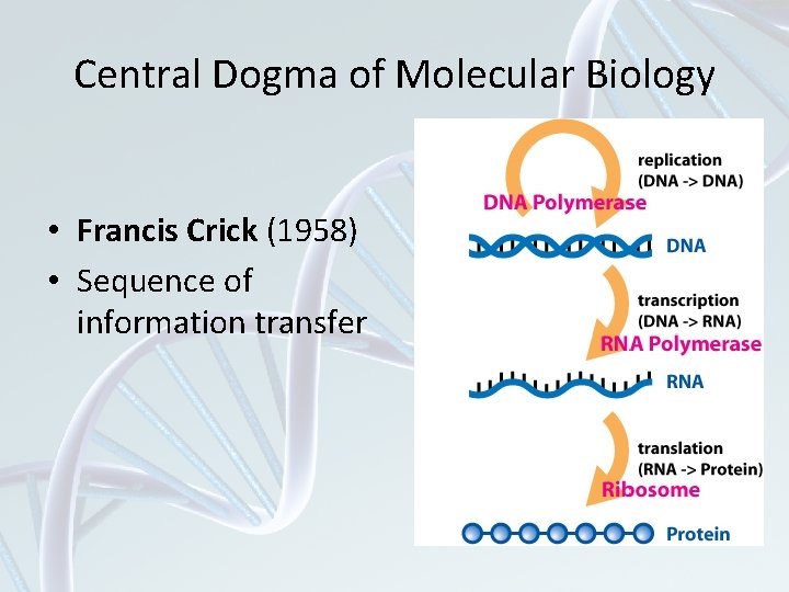 Central Dogma of Molecular Biology • Francis Crick (1958) • Sequence of information transfer