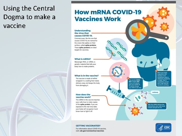 Using the Central Dogma to make a vaccine 