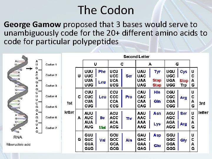 The Codon George Gamow proposed that 3 bases would serve to unambiguously code for