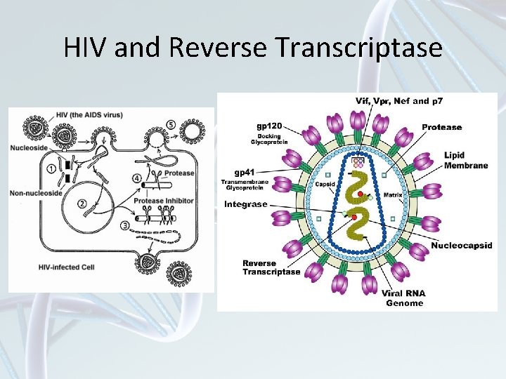 HIV and Reverse Transcriptase 