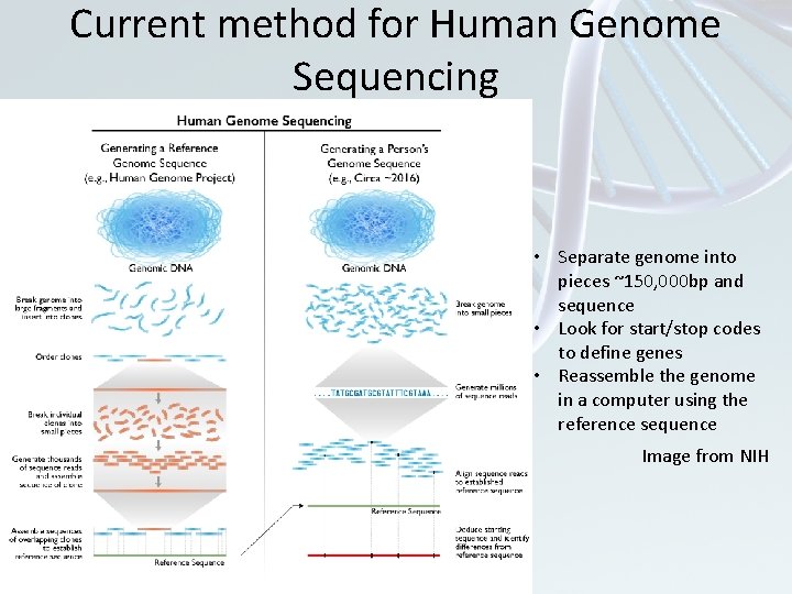 Current method for Human Genome Sequencing • Separate genome into pieces ~150, 000 bp