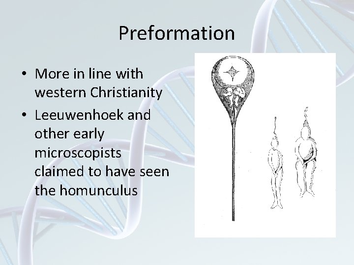 Preformation • More in line with western Christianity • Leeuwenhoek and other early microscopists