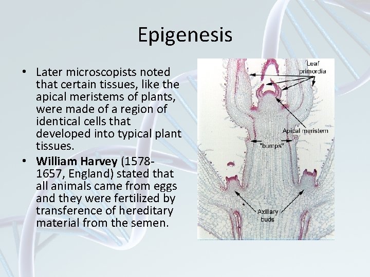 Epigenesis • Later microscopists noted that certain tissues, like the apical meristems of plants,