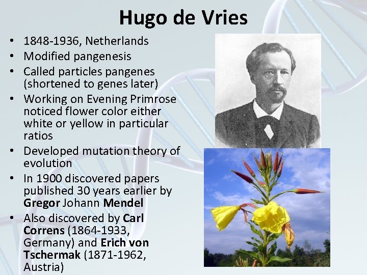 Hugo de Vries • 1848 -1936, Netherlands • Modified pangenesis • Called particles pangenes