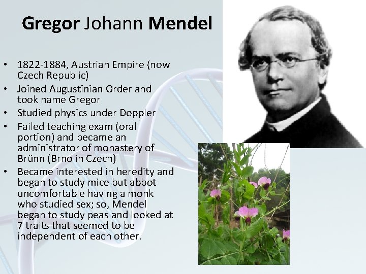 Gregor Johann Mendel • 1822 -1884, Austrian Empire (now Czech Republic) • Joined Augustinian