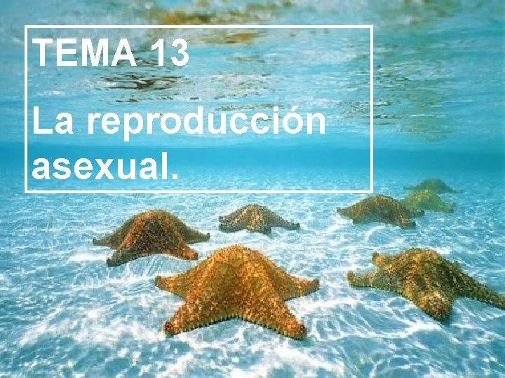 TEMA 13 La reproducción asexual. 