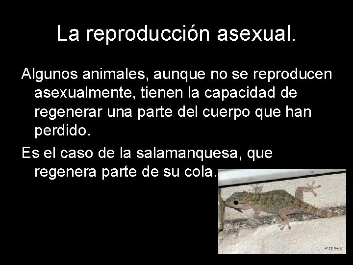 La reproducción asexual. Algunos animales, aunque no se reproducen asexualmente, tienen la capacidad de