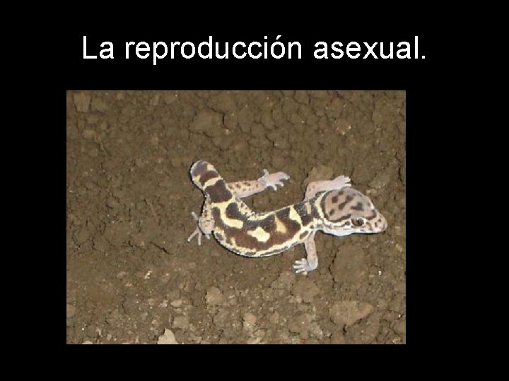 La reproducción asexual. 