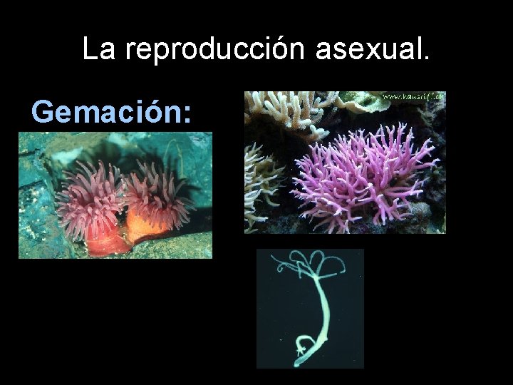La reproducción asexual. Gemación: 