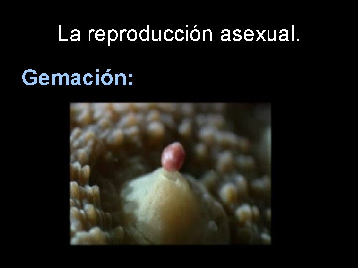 La reproducción asexual. Gemación: 