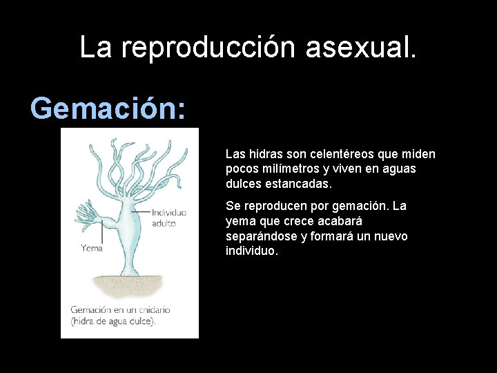 La reproducción asexual. Gemación: Las hidras son celentéreos que miden pocos milímetros y viven