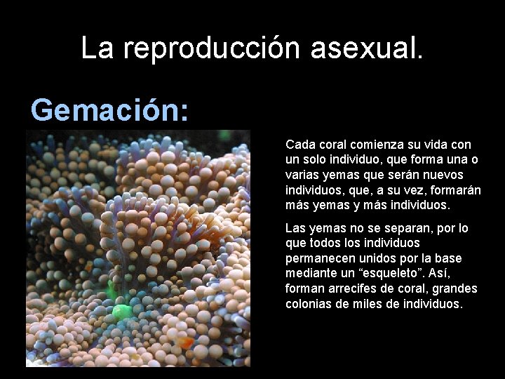 La reproducción asexual. Gemación: Cada coral comienza su vida con un solo individuo, que