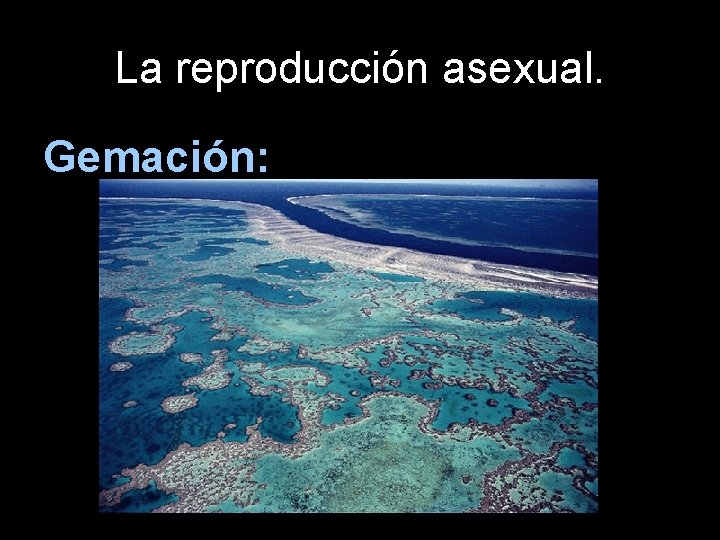 La reproducción asexual. Gemación: 