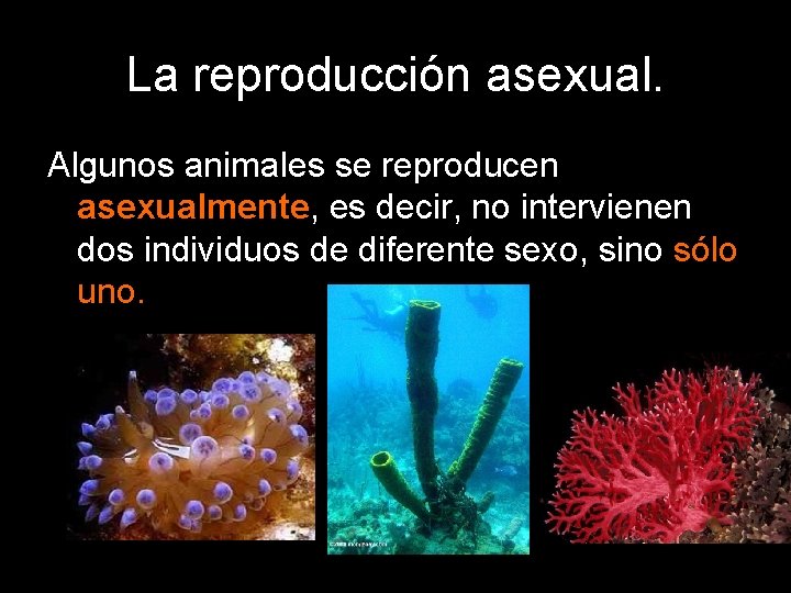 La reproducción asexual. Algunos animales se reproducen asexualmente, es decir, no intervienen dos individuos