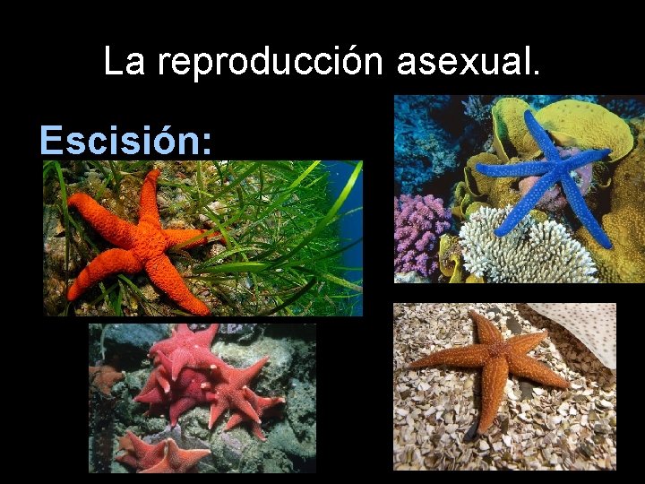 La reproducción asexual. Escisión: 