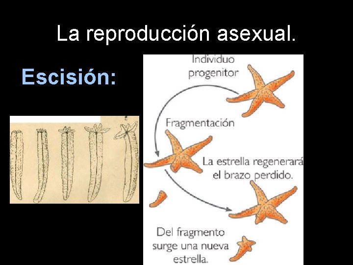 La reproducción asexual. Escisión: 