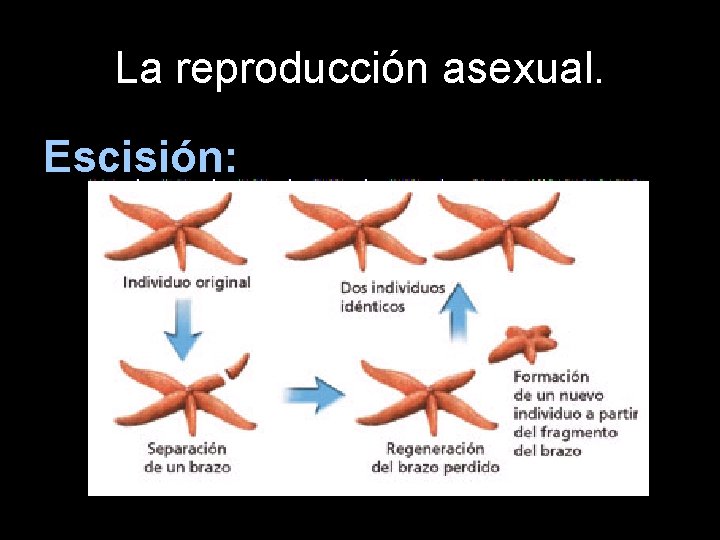 La reproducción asexual. Escisión: 