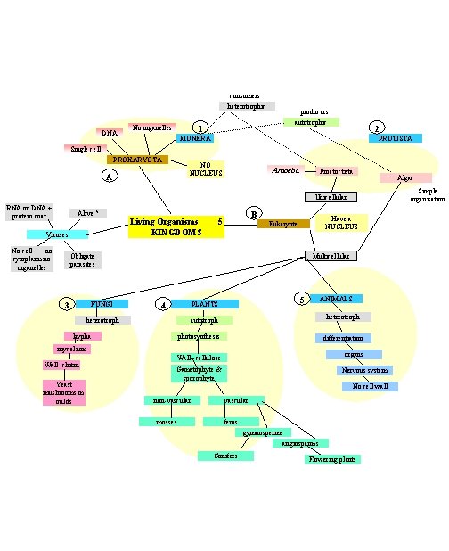 consumers heterotrophic DNA No organelles 1 producers autotrophic 2 MONERA PROTISTA Single cell PROKARYOTA