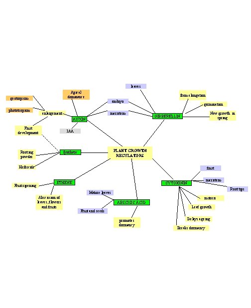 leaves Apical dominance geotropism phototropism Stem elongation embryo enlargement meristem AUXIN Fruit development germination