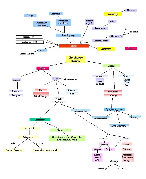 Exercise Body cells Lungs Activity Cardiac muscle Systemmic circulation Pulmonary circulation Pulse Pacemaker fat