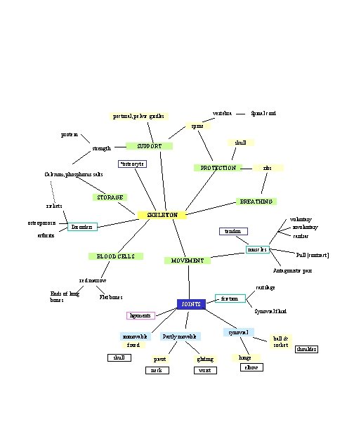 vertebra pectoral, pelvic girdles Spinal cord spine protein skull SUPPORT strength *osteocyte PROTECTION ribs