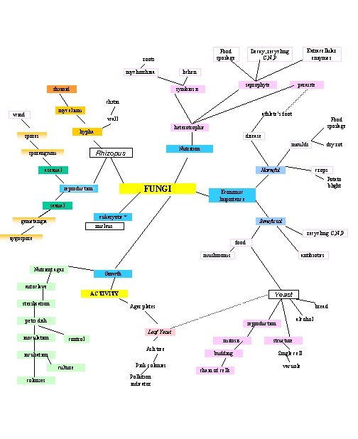 Food spoilage roots mychorrhiza rhizoid Extracellular enzymes Decay, recycling C, N, P lichen saprophyte