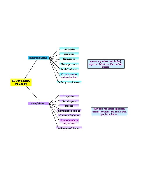 1 cotyledon endosperm monocotyledonous Fibrous roots Flower parts in 3 s Parallel leaf veins