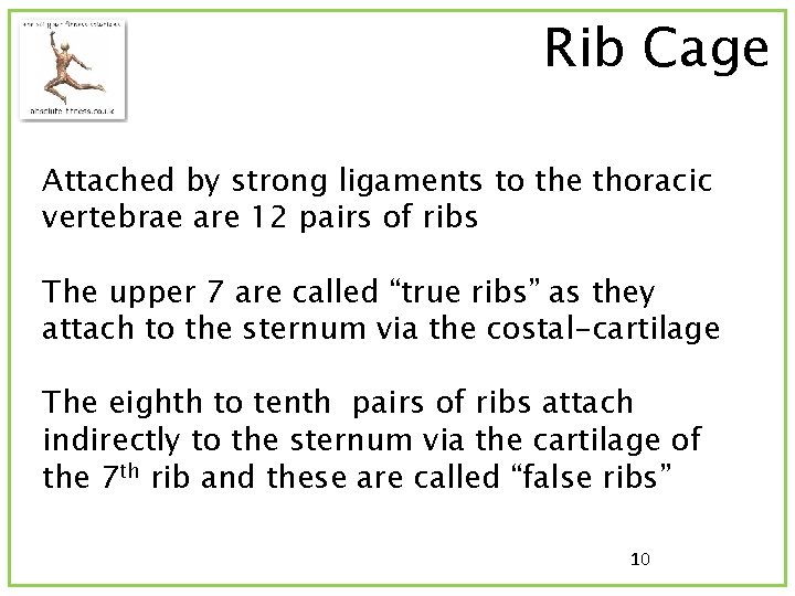 Rib Cage Attached by strong ligaments to the thoracic vertebrae are 12 pairs of