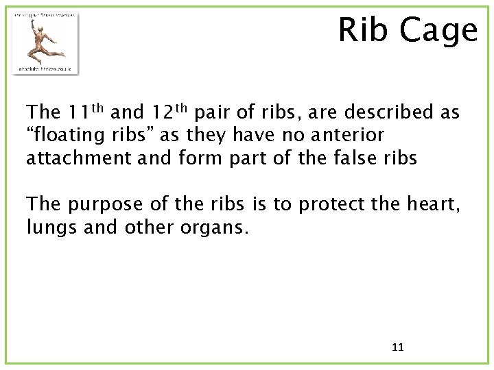 Rib Cage The 11 th and 12 th pair of ribs, are described as