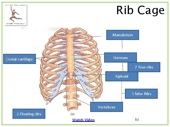Rib Cage 3. Manubrium 2. Sternum 1. Costal-cartilage 6. 7 True ribs 4. Xiphoid