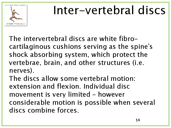 Inter-vertebral discs The intervertebral discs are white fibrocartilaginous cushions serving as the spine's shock
