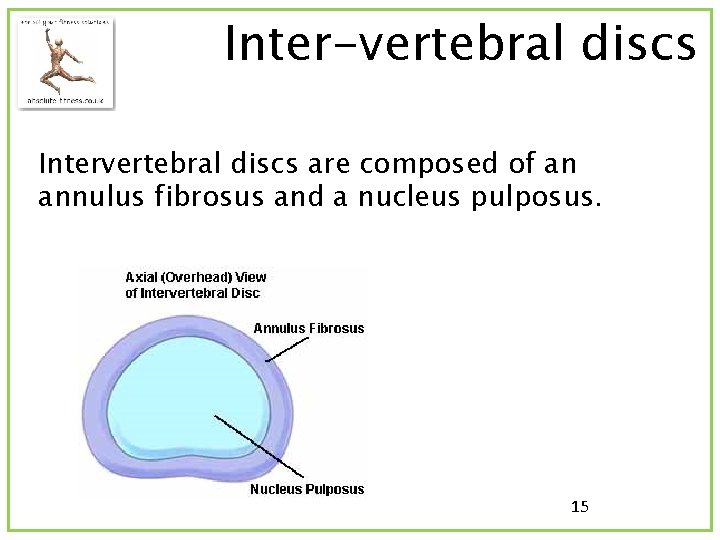 Inter-vertebral discs Intervertebral discs are composed of an annulus fibrosus and a nucleus pulposus.